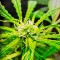 Сорт конопли Cheese XXL Autoflowering