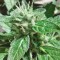 Семена сорта Jumping Black Dash auto fem (Dr. Krippling Seeds)