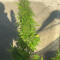 Семена сорта Original Moby Dick Auto fem (FastBuds)