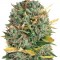 Семена сорта Auto Alpujarrena fem (Pyramid Seeds)