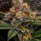 Семена сорта Gator Breath fem (7CH American)