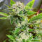 Семена сорта Louis XIII fem (7CH American)