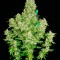 Семена сорта White Russian reg (Serious Seeds)