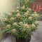 Семена сорта Forbidden Runtz Auto fem (FastBuds)