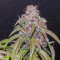 Семена сорта Red Purps fem (Female Seeds)