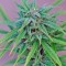 Семена сорта Exodus Cheese fem (Green House Seeds)