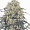 Семена марихуаны The Ultimate