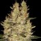 Семена сорта Crazy Miss Hyde fem (Samsara Seeds)
