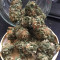 Семена сорта Watermelon Zkittlez fem (Pyramid Seeds)