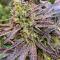 Семена сорта Mandarin Cookies fem (7CH American)