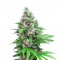 Семена сорта Killer Kush F1 Fast Version fem (Sweet Seeds)
