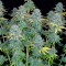 Семена сорта Serious Happiness fem (Serious Seeds)