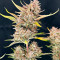 Семена сорта Ztrawberriez Auto fem (FastBuds)