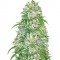 Семена сорта Auto Big Angel fem (Victory Seeds)