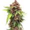 Семена сорта Cherry Cola Auto RF3 fem (FastBuds)
