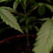 Семена сорта Pure Kush fem (Green House Seeds)