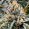 Семена сорта Gator Breath fem (7CH American)
