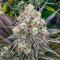 Семена сорта Nuggz R1 fem (Ethos Genetics)