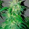 Семена сорта Bubba Kush Autoflowering fem (Dinafem Seeds)