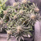 Семена сорта Dozy Breath fem (AlphaFem Seeds)