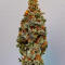 Семена сорта Mandarin Cookies fem (7CH American)