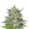 Семена сорта Big Bud (Snow White) reg (Nirvana Seeds)