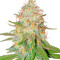 Семена сорта Florida Sunrise Auto fem (7CH American)
