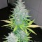 Семена сорта Auto Tutankhamon fem (Pyramid Seeds)
