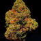 Семена сорта Louis XIII fem (7CH American)