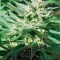 Семена сорта Sweet Cheese F1 Fast Version fem (Sweet Seeds)