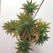 Семена сорта Roadrunner Autoflowering fem
