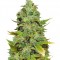 Семена сорта Mango Skunk reg (Nirvana Seeds)