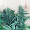 Семена сорта Royale Haze fem (Dinafem Seeds)