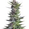 Семена сорта Shining Silver Haze fem (Royal Queen Seeds)