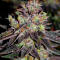Семена сорта Mandarin Cookies fem (7CH American)