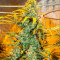 Семена сорта Master kush fem (Dutch Passion)