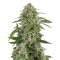 Семена сорта White Widow Automatic fem (Dinafem Seeds)