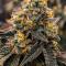Семена сорта Mandarin Cookies fem (7CH American)