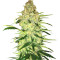 Семена сорта Ninja Zkittles fem (Dr. Krippling Seeds)