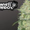 Семена сорта Original Auto White Widow fem (FastBuds)