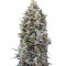 Семена сорта 00 Kush fem (00 Seeds)