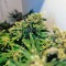 Семена сорта Jack Herer fem (Green House Seeds)