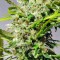 Семена сорта Sweet Tai fem (Sweet Seeds)