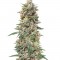 Семена сорта California Kush fem (00 Seeds)