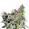 Семена сорта Magic Bud fem (Paradise Seeds)
