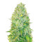 Микс семян конопли Sativa Mix fem (Herbies Seeds)