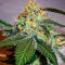 Семена сорта Gator Breath fem (7CH American)