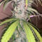 Семена сорта Jack Herer fem (Seedkeepers)
