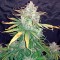 Семена сорта Haze XXL Autoflowering fem