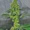 Семена сорта Louis XIII fem (7CH American)